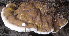  ( - BAB 5194)  @11 [ ] Copyright (2015) Gujarat Biodiversity Gene Bank, GSBTM, DST, GoG Gujarat Biodiversity Gene Bank, GSBTM, DST, GoG