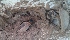  ( - BAB 5200)  @11 [ ] Copyright (2015) Gujarat Biodiversity Gene Bank, GSBTM, DST, GoG Gujarat Biodiversity Gene Bank, GSBTM, DST, GoG