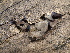  ( - BAB 5206)  @11 [ ] Copyright (2015) Gujarat Biodiversity Gene Bank, GSBTM, DST, GoG Gujarat Biodiversity Gene Bank, GSBTM, DST, GoG