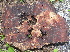  ( - BAB 5210)  @11 [ ] Copyright (2015) Gujarat Biodiversity Gene Bank, GSBTM, DST, GoG Gujarat Biodiversity Gene Bank, GSBTM, DST, GoG