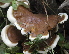  (Ganoderma australe - BAB 5247)  @11 [ ] Copyright (2015) Gujarat Biodiversity Gene Bank, GSBTM, DST, GoG Gujarat Biodiversity Gene Bank, GSBTM, DST, GoG