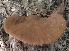  ( - BAB 5249)  @11 [ ] Copyright (2015) Gujarat Biodiversity Gene Bank, GSBTM, DST, GoG Gujarat Biodiversity Gene Bank, GSBTM, DST, GoG