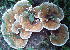  (Daedaleopsis flavida - BAB 5258)  @11 [ ] Copyright (2015) Gujarat Biodiversity Gene Bank, GSBTM, DST, GoG Gujarat Biodiversity Gene Bank, GSBTM, DST, GoG