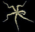  ( - BHKG-0109)  @11 [ ] by-nc-sa (2018) Unspecified the Florida Museum of Natural History (FLMNH) and University of Hong Kong's Swire Institute of Marine Science