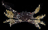  ( - BHKG-0200)  @11 [ ] by-nc-sa (2018) Unspecified the Florida Museum of Natural History (FLMNH) and University of Hong Kong's Swire Institute of Marine Science