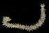  (Perinereis euiini - BHKG-0243)  @11 [ ] by-nc-sa (2018) Unspecified the Florida Museum of Natural History (FLMNH) and University of Hong Kong's Swire Institute of Marine Science