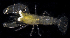  (Periclimenaeus - BHKG-0247)  @11 [ ] by-nc-sa (2018) Unspecified the Florida Museum of Natural History (FLMNH) and University of Hong Kong's Swire Institute of Marine Science