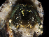  ( - BHKG-0300)  @11 [ ] by-nc-sa (2018) Unspecified the Florida Museum of Natural History (FLMNH) and University of Hong Kong's Swire Institute of Marine Science