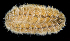  (Iphione - BHKG-0292)  @11 [ ] by-nc-sa (2018) Unspecified the Florida Museum of Natural History (FLMNH) and University of Hong Kong's Swire Institute of Marine Science