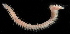  (Eurythoe sp. HK01 - BHKG-0290)  @11 [ ] by-nc-sa (2018) Unspecified the Florida Museum of Natural History (FLMNH) and University of Hong Kong's Swire Institute of Marine Science