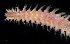  (Eurythoe sp. HK02 - BHKG-0285)  @11 [ ] by-nc-sa (2018) Unspecified the Florida Museum of Natural History (FLMNH) and University of Hong Kong's Swire Institute of Marine Science
