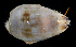  (Cypraea gracilis - BHKG-0332)  @11 [ ] by-nc-sa (2018) Unspecified the Florida Museum of Natural History (FLMNH) and University of Hong Kong's Swire Institute of Marine Science