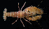  ( - BHKG-0334)  @11 [ ] by-nc-sa (2018) Unspecified the Florida Museum of Natural History (FLMNH) and University of Hong Kong's Swire Institute of Marine Science