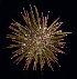  (Heliocidaris crassispina - BHKG-0325)  @11 [ ] by-nc-sa (2018) Unspecified the Florida Museum of Natural History (FLMNH) and University of Hong Kong's Swire Institute of Marine Science