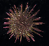  ( - BHKG-0326)  @11 [ ] by-nc-sa (2018) Unspecified the Florida Museum of Natural History (FLMNH) and University of Hong Kong's Swire Institute of Marine Science