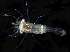  (Periclimenes sp. HK01 - BHKG-0463)  @11 [ ] by-nc-sa (2018) Unspecified the Florida Museum of Natural History (FLMNH) and University of Hong Kong's Swire Institute of Marine Science