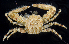  (Pisidia gordoni - BHKG-0524)  @11 [ ] by-nc-sa (2018) Unspecified the Florida Museum of Natural History (FLMNH) and University of Hong Kong's Swire Institute of Marine Science