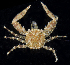  ( - BHKG-0535)  @11 [ ] by-nc-sa (2018) Unspecified the Florida Museum of Natural History (FLMNH) and University of Hong Kong's Swire Institute of Marine Science
