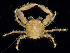  ( - BHKG-0536)  @11 [ ] by-nc-sa (2018) Unspecified the Florida Museum of Natural History (FLMNH) and University of Hong Kong's Swire Institute of Marine Science