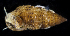  ( - BHKG-0562)  @11 [ ] by-nc-sa (2018) Unspecified the Florida Museum of Natural History (FLMNH) and University of Hong Kong's Swire Institute of Marine Science