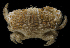  ( - BHKG-0642)  @11 [ ] by-nc-sa (2018) Unspecified the Florida Museum of Natural History (FLMNH) and University of Hong Kong's Swire Institute of Marine Science