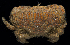  ( - BHKG-0641)  @11 [ ] by-nc-sa (2018) Unspecified the Florida Museum of Natural History (FLMNH) and University of Hong Kong's Swire Institute of Marine Science