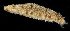  ( - BHKG-0629)  @11 [ ] by-nc-sa (2018) Unspecified the Florida Museum of Natural History (FLMNH) and University of Hong Kong's Swire Institute of Marine Science