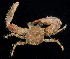  ( - BHKG-0847)  @11 [ ] by-nc-sa (2018) Unspecified the Florida Museum of Natural History (FLMNH) and University of Hong Kong's Swire Institute of Marine Science