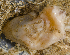  ( - BHKG-0898)  @11 [ ] by-nc-sa (2018) Unspecified the Florida Museum of Natural History (FLMNH) and University of Hong Kong's Swire Institute of Marine Science