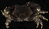  ( - BHKG-1065)  @11 [ ] by-nc-sa (2018) Unspecified the Florida Museum of Natural History (FLMNH) and University of Hong Kong's Swire Institute of Marine Science