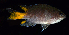  (Neopomacentrus bankieri - BHKG-0900)  @11 [ ] by-nc-sa (2018) Unspecified the Florida Museum of Natural History (FLMNH) and University of Hong Kong's Swire Institute of Marine Science