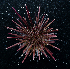 ( - BHKG-1620)  @11 [ ] by-nc-sa (2018) Unspecified the Florida Museum of Natural History (FLMNH) and University of Hong Kong's Swire Institute of Marine Science