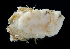  ( - BHKG-1687)  @11 [ ] by-nc-sa (2018) Unspecified the Florida Museum of Natural History (FLMNH) and University of Hong Kong's Swire Institute of Marine Science