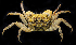  (Parasesarma pictum - BHKG-1817)  @11 [ ] by-nc-sa (2018) Unspecified the Florida Museum of Natural History (FLMNH) and University of Hong Kong's Swire Institute of Marine Science