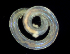  (Polyophthalmus sp. HK01 - BHKG-1997)  @11 [ ] by-nc-sa (2018) Unspecified the Florida Museum of Natural History (FLMNH) and University of Hong Kong's Swire Institute of Marine Science