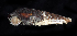  (Bittium - BHKG-2005)  @11 [ ] by-nc-sa (2018) Unspecified the Florida Museum of Natural History (FLMNH) and University of Hong Kong's Swire Institute of Marine Science
