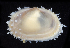  ( - BHKG-2009)  @11 [ ] by-nc-sa (2018) Unspecified the Florida Museum of Natural History (FLMNH) and University of Hong Kong's Swire Institute of Marine Science