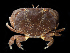  ( - BHKG-2080)  @11 [ ] by-nc-sa (2018) Unspecified the Florida Museum of Natural History (FLMNH) and University of Hong Kong's Swire Institute of Marine Science