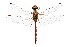  ( - SZOO_0127)  @11 [ ] Copyright (2017) David Liittschwager Natural History Photography