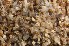  ( - SZOO_0152a)  @11 [ ] Copyright (2017) David Liittschwager Natural History Photography