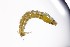  ( - SZOO_0166)  @12 [ ] Copyright (2017) David Liittschwager Natural History Photography