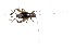  ( - SZOO_0211)  @11 [ ] Copyright (2017) David Liittschwager Natural History Photography