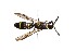  ( - SZOO_0213)  @13 [ ] Copyright (2017) David Liittschwager Natural History Photography