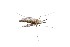  (Procladius sp. BOLDAAG5513 - SZOO_0221)  @13 [ ] Copyright (2017) David Liittschwager Natural History Photography