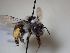  (Anthophora atriceps - B2544)  @11 [ ] nrr (2021) Unspecified UMONS
