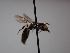  (Flavipanurgus granadensis - B2593)  @11 [ ] nrr (2021) Unspecified UMONS