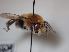  (Anthophora femorata - ICARDA13811)  @11 [ ] nrr (2021) Unspecified UMONS