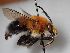  (Habropoda tarsata - MB_D0067)  @11 [ ] nrr (2021) Unspecified UMONS