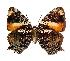  (Hypanartia godmanii - 04-SRNP-35457)  @14 [ ] CreativeCommons - Attribution Non-Commercial Share-Alike (2005) Unspecified Guanacaste Dry Forest Conservation Fund
