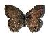  (Cissia themis - 99-SRNP-7588)  @14 [ ] CreativeCommons - Attribution Non-Commercial Share-Alike (2005) Unspecified Guanacaste Dry Forest Conservation Fund